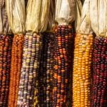 Colorful ears of corn